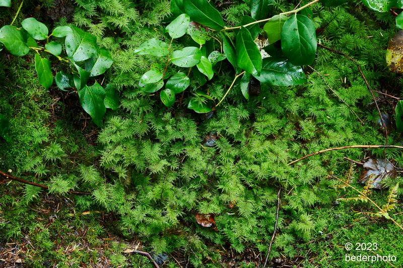 autumn... wet moss and salal