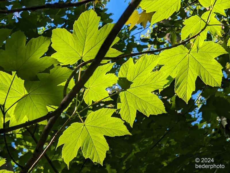 young maple tree, fresh foliage backlit