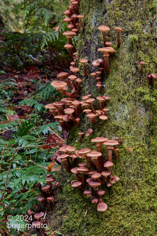 colony on fir tree
