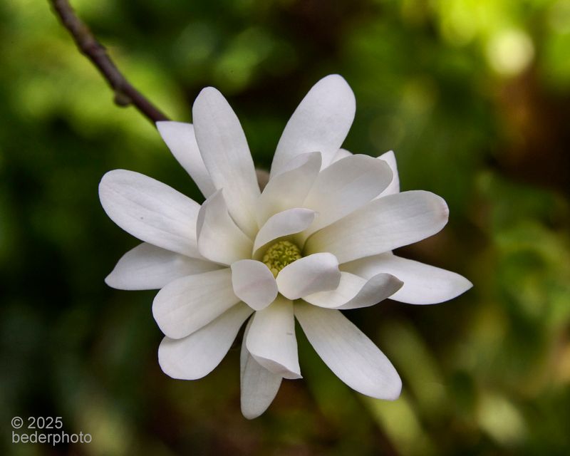star magnolia