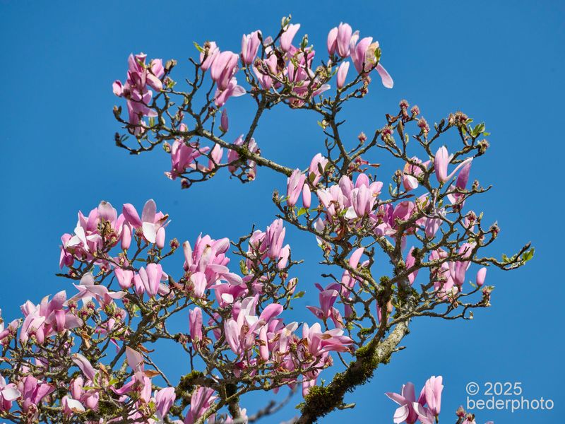 pale pink  magnolia blossoms 