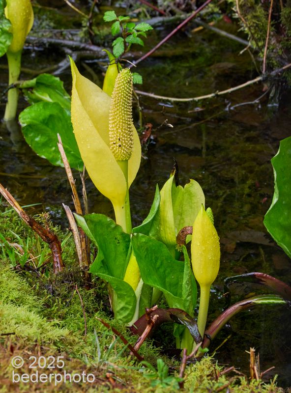 skunk cabbage at Stanley Park swamp