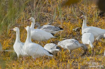 Snow Geese