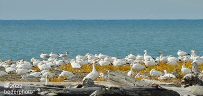 snow geese..most of flock just resting