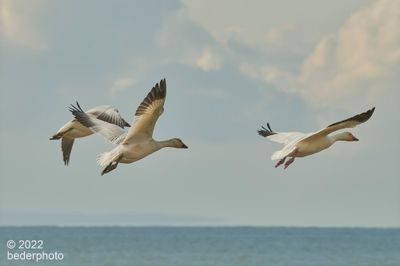 Snow Geese...short flight along shore