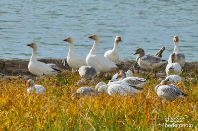 grazing Snow Geese