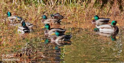 mallard drakes gathering