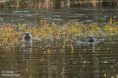 otter pair ....surveilling this photographer