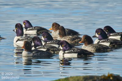 Barrow's Goldeneyes