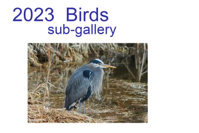 2023_birds