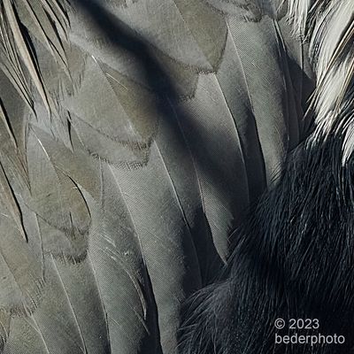 heron  featherscape 