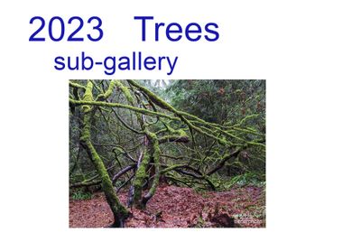 2023_trees