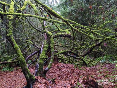 rainy day winter trail