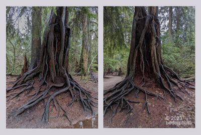 two views of nursery  stump  