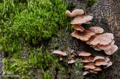 living tree trunk ecosystem