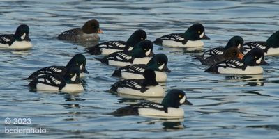 Barrow's Goldeneyes