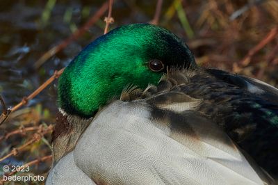 almost asleep....Mallard drake