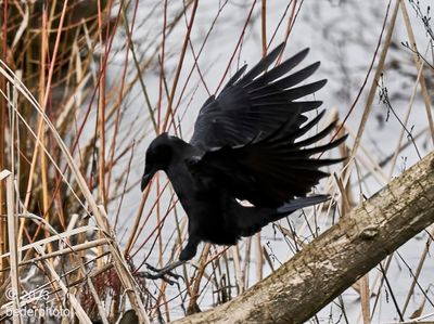 crow foraging in marsh
