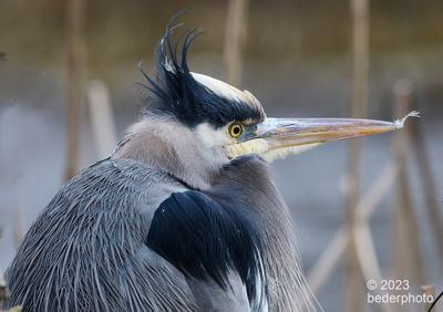 heron portrait....surveying a frozen pond