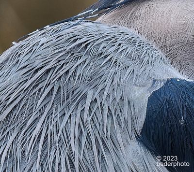 heron feather detail