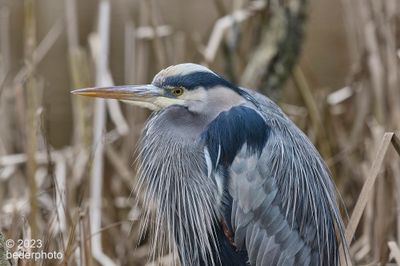 heron portrait..another full frame view