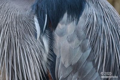 heron feather detail