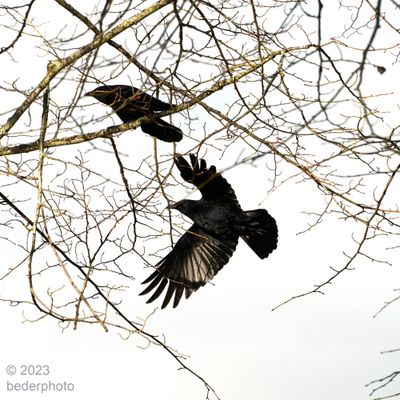 crows at Jericho Park