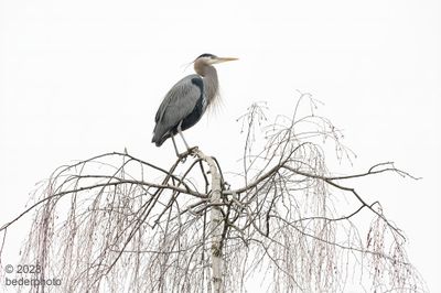 heron perch