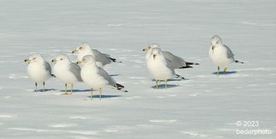 ringed bill gulls