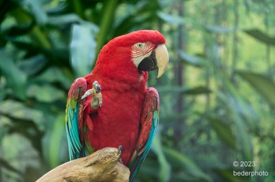 green winged macaws