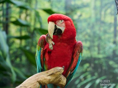 green winged macaws