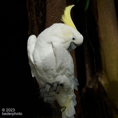 sulphur crested Cockatoo