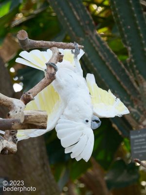 Umbrella Cockatoo