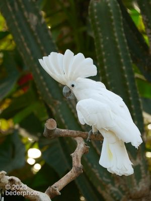 Umbrella Cockatoo