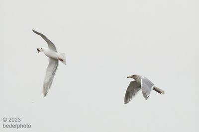 Glaucous winged adult(L) and juvenile(R)