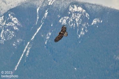 soaring juvenile Bald Eagle