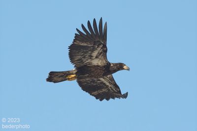 soaring juvenile bald eagle
