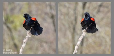 breeding display...red-winged blackbird