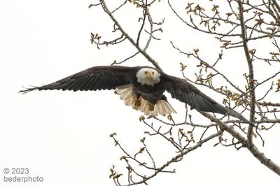 g13/27/1147027/3/173516503.c80c4761.JPEG