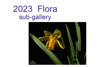 2023__flora