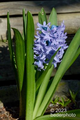 spring garden...Hyacinth