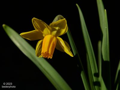Spring garden...mini daffodils