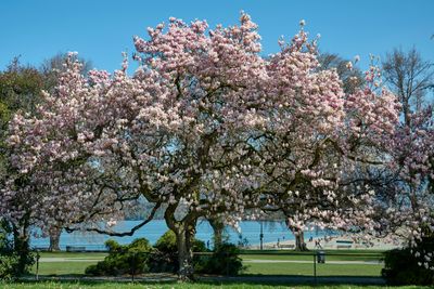 teacup magnolia      Magnolia x soulangiana
