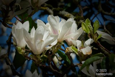 white teacup magnolia