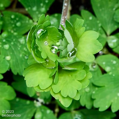 fresh spring Columbine leaves