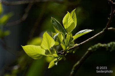 fresh lilac growth backlit in a stray sunbeam