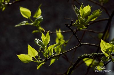several sunbeams on fresh lilac growth