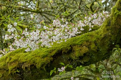moss covered cherry tree...shore microclimate