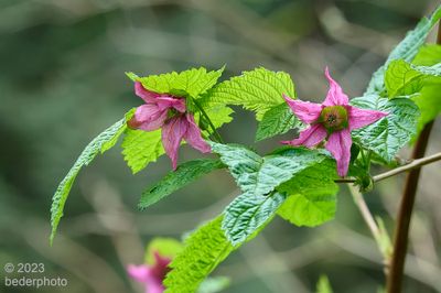 salmonberry flowers