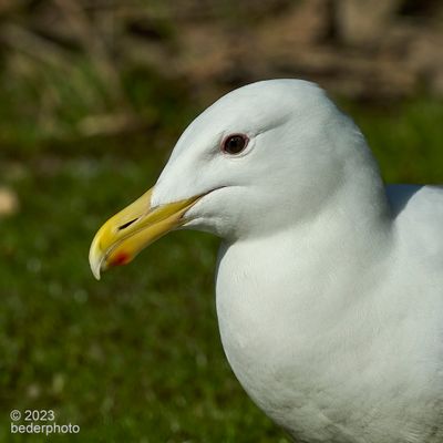 imaculately clean gull.... a portrait
